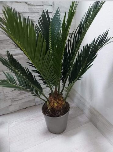 Palme: Cikas palma. 40 cm