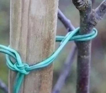 uzum tingləri: Ağac bağlamaq üçün "Agro rezin" (İtaliya istehsalı). Meyvə tingləri — 3
