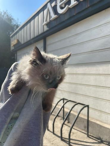 где можно приобрести котенка: 🐱 Пушистые котята ищут новый дом! Нашли двух красивых котят — сестра — 5