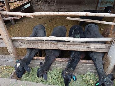 А/ч жаныбарларын сатам: Сатам | Кочкор (эркек) — 3