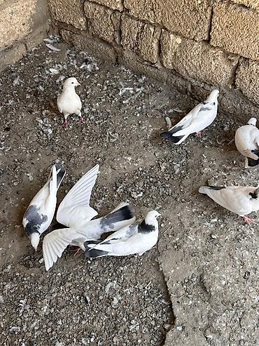 bulbul quşu: Qırğı/Qara quyruq rəng çaları olan ev göyərçinləri - Növ: ev — 1