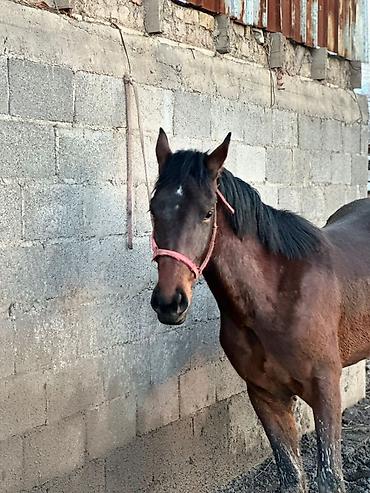 Лошади, кони: Продаю | Жеребец | Рабочий — 7