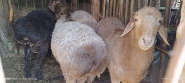альпийская коза цена: Продаю | Баран (самец)
