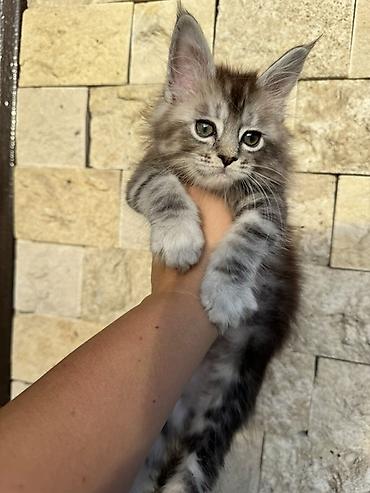 кости: Породистый котёнок мейн-кун, окраса серебристый табби с тёплым — 3
