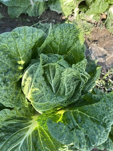 мандарины турция или где купить фрукты оптом: Капуста Пекин, Дүңүнөн