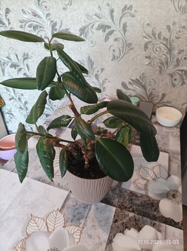 семена цветов бишкек: Продаю фикус район Чекиш-Ата мтф