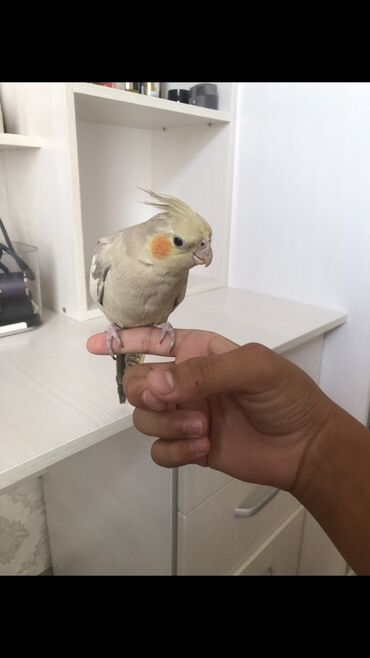 куры домашние цена: Продается ручная карелло попугай Полностью 100%ручной Пол:самка без