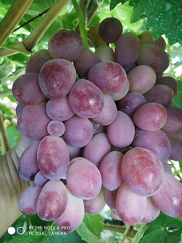 Виноград: Виноград — 2