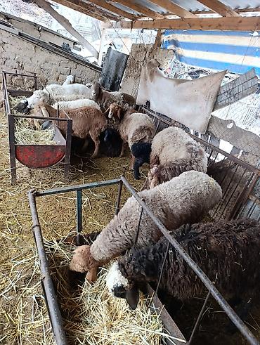 Баран, овца: Продаю | Овца (самка) | Для разведения | Матка — 3