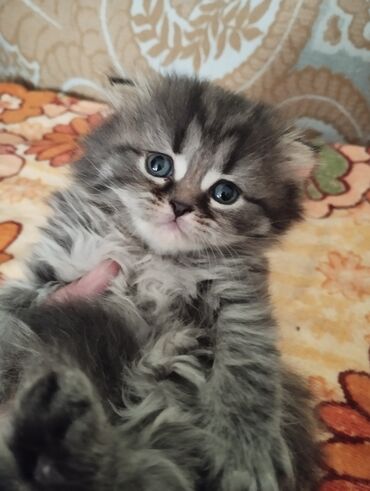 шотландская прямоухая кошка цена: Скотиш Фолд (Шотландская вислоухая), 1 месяц, Девочка