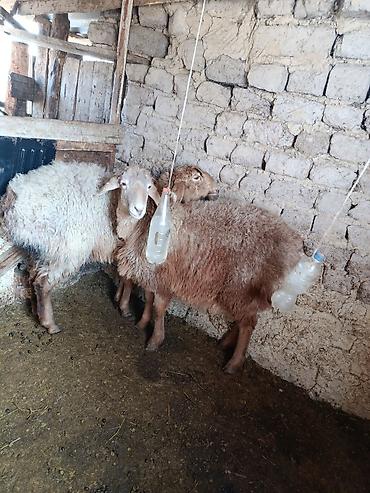 Баран, овца: Продаю | Овца (самка) | Для разведения | Матка — 3