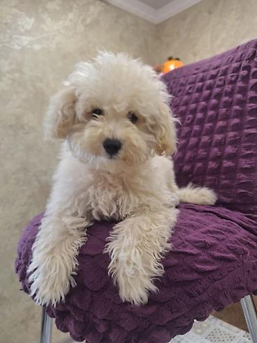 toy poodle satışı: Pudel, 4 ay, Dişi, Peyvəndli, Ünvandan götürmə — 1