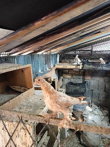 Птицы: Продаю молодых голубей 1 шт стоит пятьсот сом окончательно родители — 4