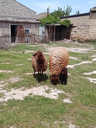 balın kilosu: Qurbanlıq qoç ana bala qoyun maştağada — 2