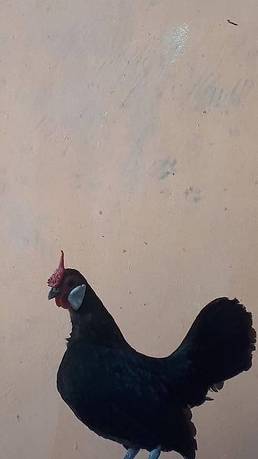 yerli kecilər: Minorka 1 xoruz 2 Yumurtayan Fərə. Cəm 140 Manat. BARTER VƏ YUMURTA — 3