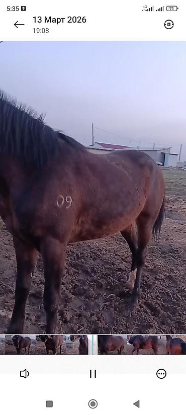 Лошади, кони: Продаю | Жеребец | Рабочий — 4