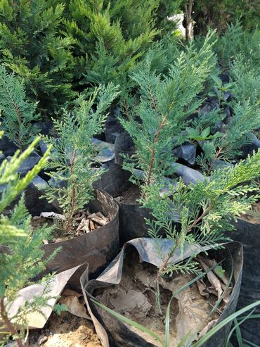 Другие растения: Thuja (həcərli həmişəyaşıl) tingləri - Qara polietilen torbalarda