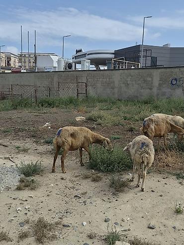 Бараны, овцы: 8 Qoyun sürüsü Təsvir: - Şəkillərdə görüldüyü kimi müxtəlif yaş və — 5