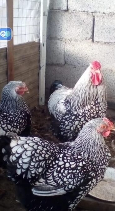 Hinduşka: Erkək, Kanada, Holland, Amerika, Damazlıq, Pulsuz çatdırılma — 4