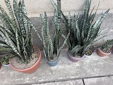 Комнатные растения: Сансевиерия (Sansevieria trifasciata, «щучий хвост», «тещин язык») в — 7