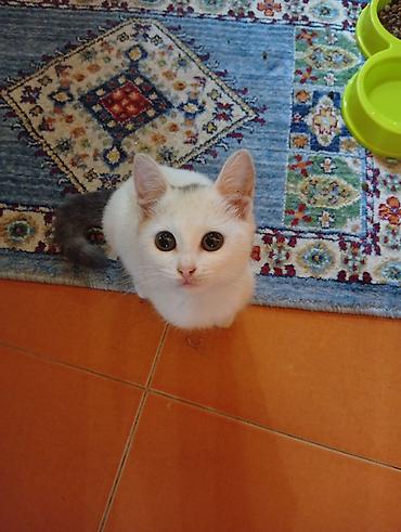 heyvanlar pisik: Котенок отдается в добрые руки, была спасена от собаки. добрая и — 2