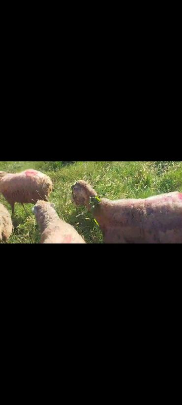 Qoyunlar, qoçlar: Dişi, il: 2, 50 kq, Damazlıq, Ünvandan götürmə — 2