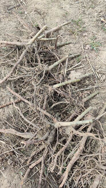 Декоративные деревья: Саженцы деревьев: Павловнии, Платная доставка at lalafo.kg — 8 Декоративные деревья: Саженцы деревьев: Павловнии, Платная доставка — 8