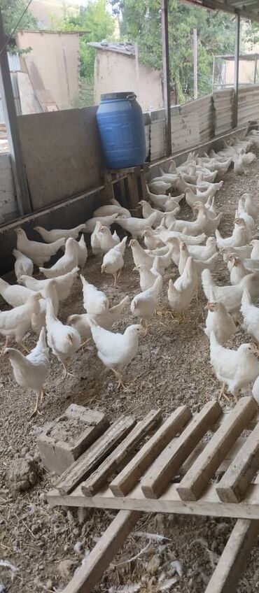 Птицы: Продаются привитые,вакцинированные куры молодки Декалб Уран по 650