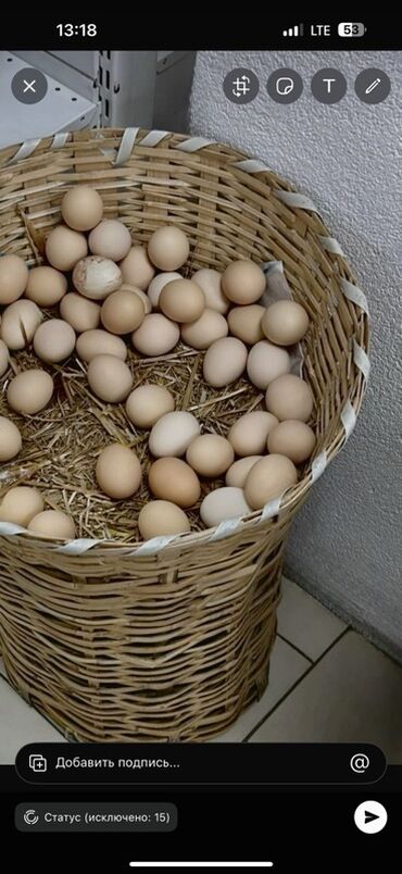 яйцо куриное оптом: ОПТОМ ЯЙЦА Куриные яйца, деревенские, коричневой и светло-бежевой