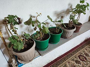 камыш чий: Находится в Канте, цена указана за один цветок с горшком. Продаю — 1