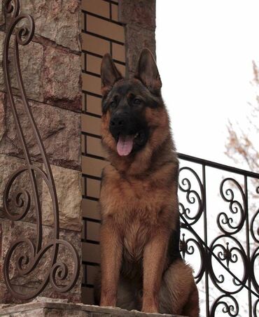 İtlər: Alman çoban iti, 2 ay, Erkek, Sənədli, Pulsuz çatdırılma — 12