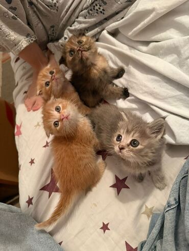 сухой молоко для телят: Котята домашние, несколько окраcов: - рыжие (2 котёнка) с белыми