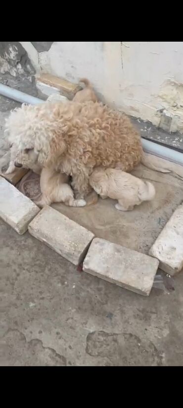 bakıda it satışı: Pudel, 2 ay, Erkek, Ödənişli çatdırılma, Ünvandan götürmə