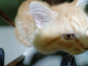 Вязка кошек: Сибирский кот. Ищет женщину на не длительный срок. Из документов — 2