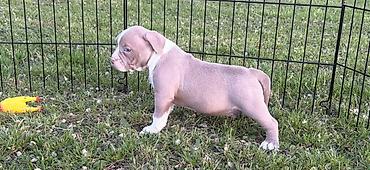 Psi: American bully pocket lilac štenci. 4 lilac zenki, 2 zute zenke — 9