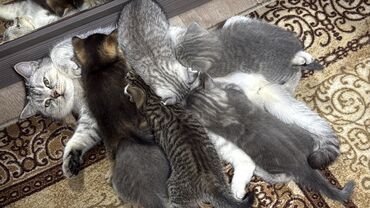 скоттиш фолд шотландская вислоухая кошка: Скотиш Фолд (Шотландская вислоухая), 3 месяца, Мальчик