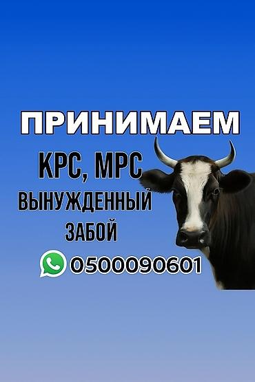 куры живые: Колбасный цех, Частное лицо : Коровы, быки, Лошади, кони, | Круглосуточно, Любое состояние, На забой, на мясо — 2