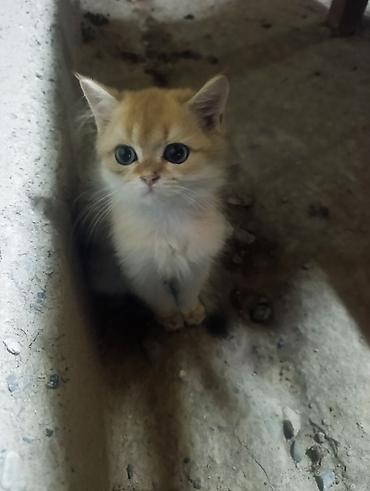кот шотландская шиншилла: 2 месяца, Мальчик, Золотая шиншилла, Приучена к лотку, Проглистована — 2