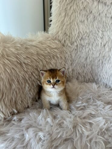 Pişiklər: Britan, Dişi, Ünvandan götürmə — 5