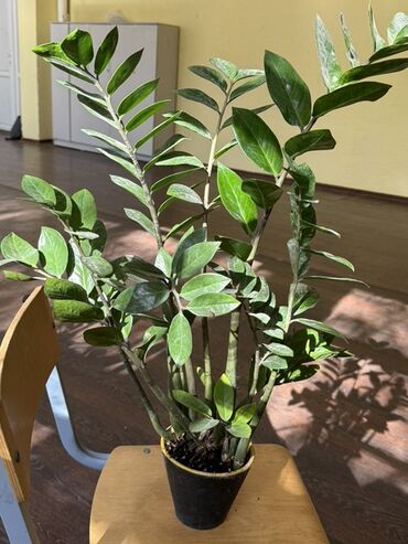 цветы тещин язык: Замиокулькас (Zamioculcas zamiifolia) в пластиковом горшке. - Куст с