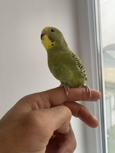 Tutuquşları: Valnis balaları satılır ətraflı məlumat üçün vasapa yazın Birdəki — 12