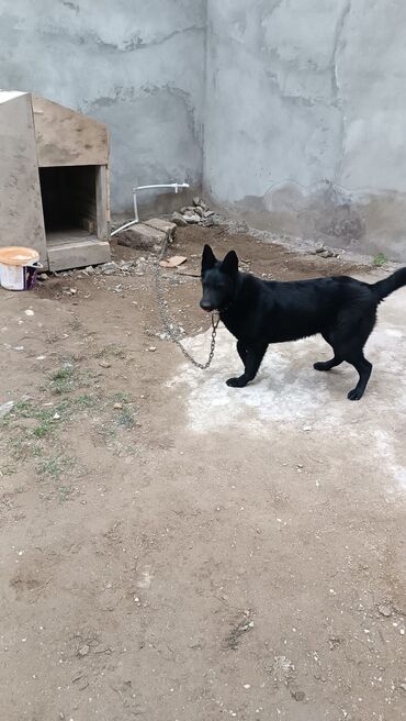 çoban oti: Alman çoban iti, 1 il, Dişi, Peyvəndli, Pulsuz çatdırılma