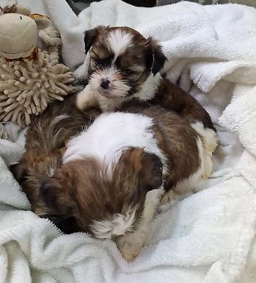 Продажа собак: ПРОДАЮТСЯ ЩЕНКИ ШИ-ТЦУ!!! 3 мальчика и 2 — 7