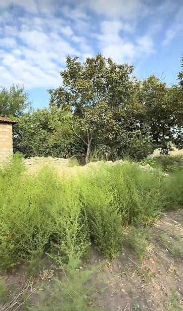 bine atciliq torpaq satilir: 10 sot, Tikinti, Barter mümkündür, Kupça (Çıxarış) — 10