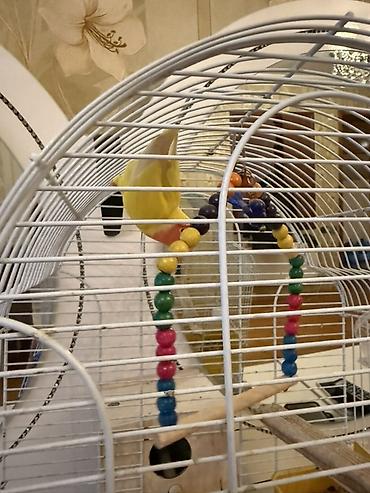 balaca akvarium: Növ: Sevgi quşları (Agapornis) – valideynlər və bala quşlar Balalar — 3