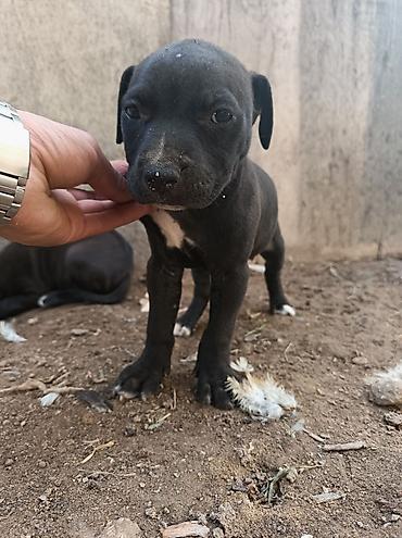 pitbull satılır: Pitbul, 2 ay, Dişi — 9
