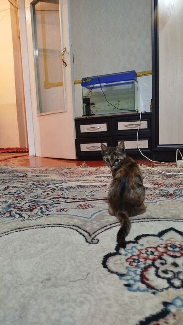 купить кошку: Мышык бекер берилет: Породасыз, 5 айлык, Ургаачы