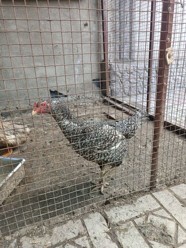 Птицы: Продаю Дакан курица чистокровная цена 3500