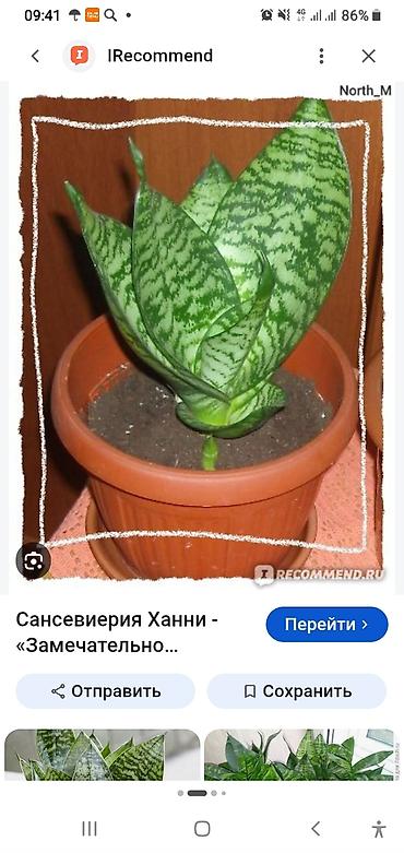 Сансевиерия Ханни (Sansevieria Hahnii) в горшке. - Компактный