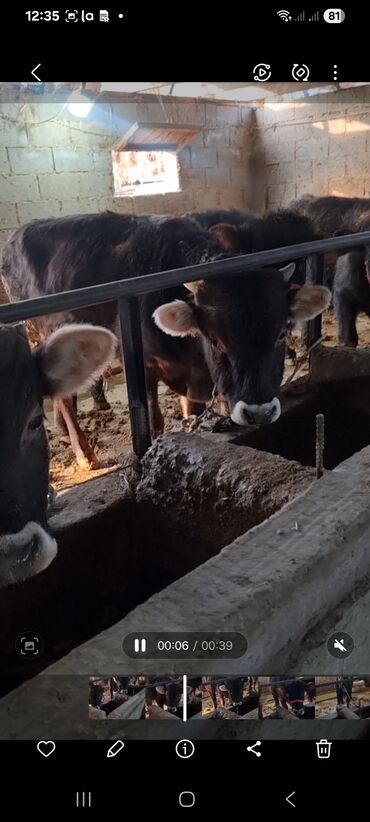 Коровы, быки: Продаю | Бык (самец) | Полукровка | На откорм | Привязанные — 13